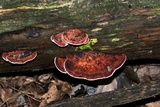 Fomitopsis cajanderi image