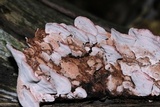 Fomitopsis cajanderi image