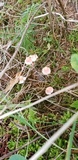 Atheniella adonis image