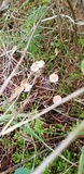 Atheniella adonis image