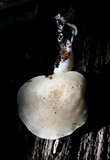 Hypsizygus marmoreus image