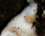 Hypsizygus marmoreus image