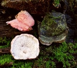 Phlebia incarnata image