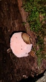 Phlebia incarnata image