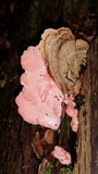 Phlebia incarnata image