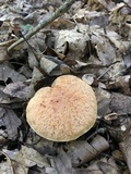 Xerocomus hortonii image