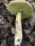 Xerocomus hortonii image