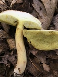 Xerocomus hortonii image