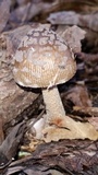 Amanita rhacopus image