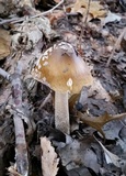 Amanita rhacopus image