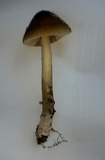 Amanita rhacopus image