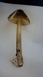 Amanita rhacopus image
