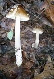 Amanita rhacopus image