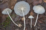 Heliomyces decolorans image