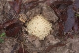 Amanita pubescens image