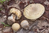 Amanita pubescens image