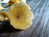 Chrysomphalina strombodes image
