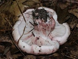 Hygrophorus russula image