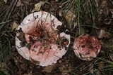 Hygrophorus russula image