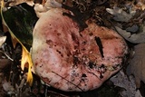 Hygrophorus russula image