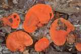Earliella scabrosa image