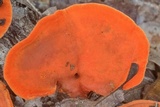 Earliella scabrosa image