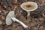 Amanita brunnescens image