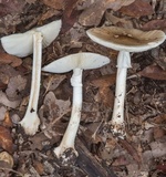 Amanita brunnescens image