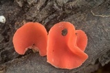 Sarcoscypha occidentalis image