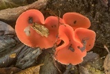Sarcoscypha occidentalis image