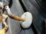 Gyroporus castaneus image