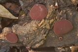 Phillipsia crispata image