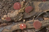 Phillipsia crispata image