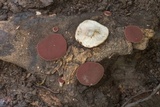 Phillipsia crispata image