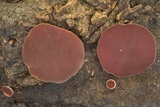 Phillipsia crispata image