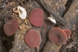 Phillipsia crispata image