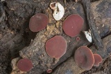 Phillipsia crispata image