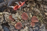 Phillipsia crispata image