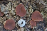 Phillipsia crispata image