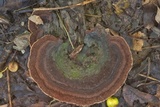 Nigroporus vinosus image