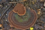 Nigroporus vinosus image