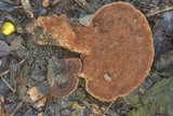 Nigroporus vinosus image