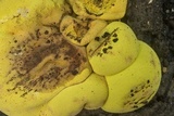 Entonaema liquescens image