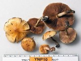 Pholiota spumosa image