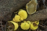 Entonaema liquescens image