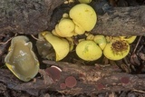 Entonaema liquescens image