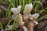 Helvellosebacina concrescens image