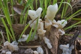 Helvellosebacina concrescens image