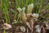Helvellosebacina concrescens image
