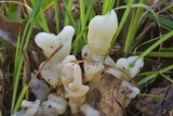 Helvellosebacina concrescens image